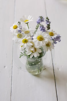 Chamomile (Asteraceae) flowers on vase