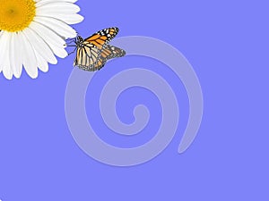 Chamomile attracted the butterfly with its beauty.