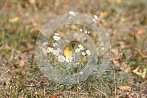 Chamomile in the Autumn forest