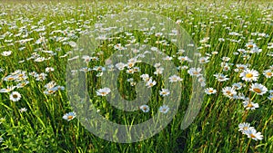 Chamomile on a background of green grass. Chamomilla recutita l. Spring season. Slow motion.