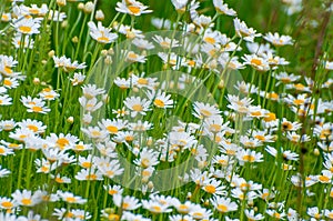 Chamomile, beautiful white wildflowers in the meadow on a sunny summer day