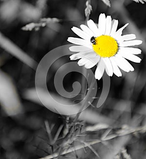 Chamomile with a beetle