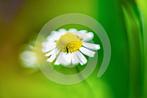 Chamomile and beetle with a blurred background. Picture, texture, postcard on a summer theme