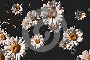 Chamomile blooming flowers close up Matricaria medical herb meadow field in sunny light as summer  backdrop wallpaper background