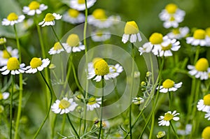 Chamomile photo