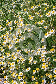 Chamomile blossoms in the summer meadow