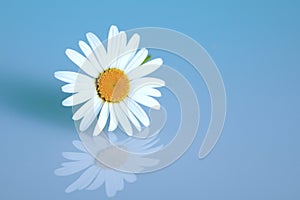 Chamomile on the blue background