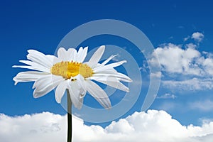 Chamomile and blue sky