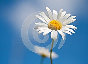 Chamomile on blue sky selective focus