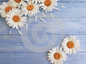 Chamomile on a blue wooden background invitation texture festive greeting bloom