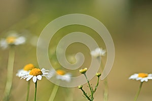 Chamomile. Blurring background.