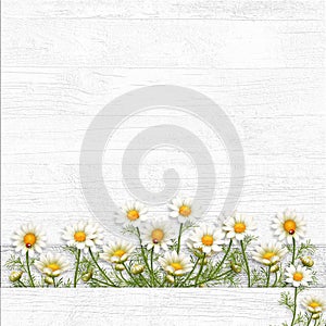 Chamomile border on white wooden background. View with copy space