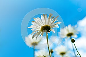 Chamomile, bottom view against the blue sky with clouds. Macro close-up photo, light colors. Card design concept, copy space