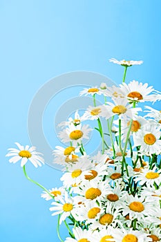 Chamomile bouquet