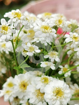 Chamomile Bouquet Harvest.