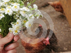 Chamomile Bouquet Harvest at the Farm with Chicken. Country Life.