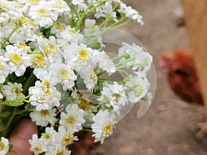 Chamomile Bouquet Harvest at the Farm with Chicken. Country Life.