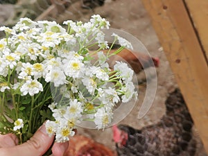 Chamomile Bouquet Harvest at the Farm with Chickens. Country Life.