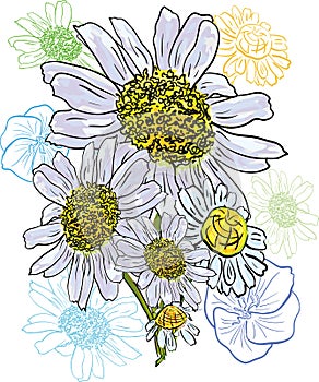 Chamomile bouquet watercolor