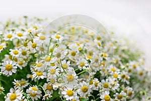 Chamomile bouquet with white fone