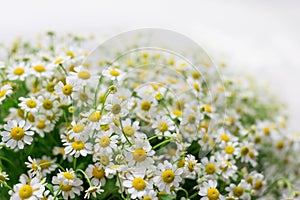 Chamomile bouquet with white fone photo