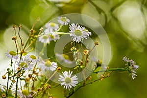 The  chamomile bush