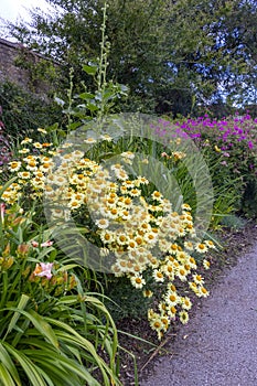 Chamomile bush in the garden.