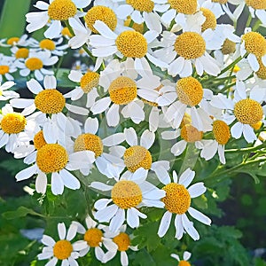 Chamomile bush plant grows in the grass.