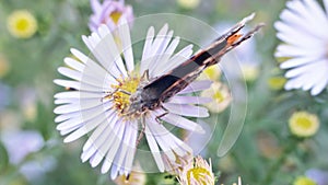 Chamomile and butterfly. Symbol of summer. Top view