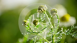 Chamomile or camomile flower closeup. Beautiful detail. With water drops.