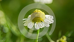 Chamomile or camomile flower closeup. Beautiful detail. With water drops.