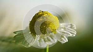 Chamomile or camomile flower closeup. Beautiful detail. With water drops.