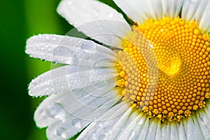 Chamomile or camomile flower with drops of water on the white petals after rain on the green background . Close-up