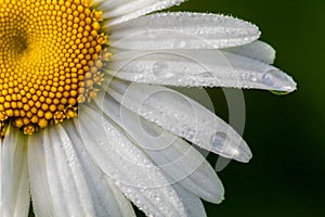 Chamomile or camomile flower with drops of water on the white petals after rain on the green background . Close-up