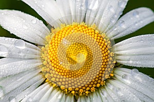 Chamomile or camomile flower with drops of water on the white petals after rain on the green background . Close-up