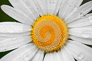 Chamomile or camomile flower with drops of water on the white petals after rain on the green background . Close-up.