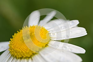 Chamomile or camomile flower with drops of water on the white petals after rain on the green background . Close-up. Macro