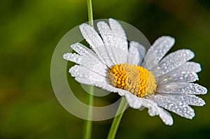 Chamomile or camomile flower with drops of water on the white petals after rain on the green background. Macro.