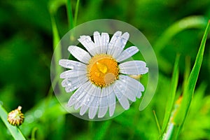Chamomile or camomile flower with drops of water on the white petals after rain on the green grass background