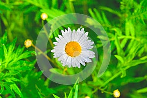 Chamomile or camomile flower with drops of water on the white petals after rain on the green grass background