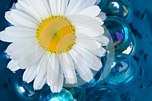 Chamomile (Camomile) Flower in the Water with Blue Glass Stones