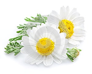 Chamomile or camomile flowers.