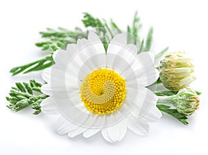 Chamomile or camomile flowers.