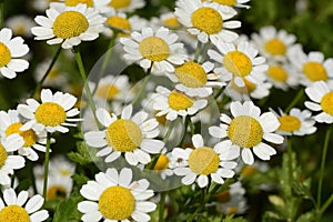Chamomile or camomile flowers