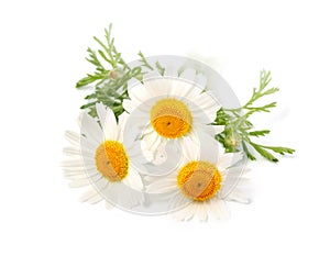 Chamomile or camomile flowers isolated on white