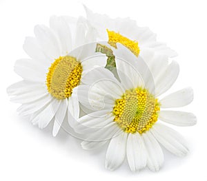 Chamomile or camomile flowers. photo