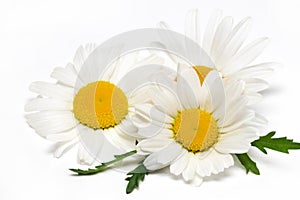 Chamomile or camomile flowers isolated on white background