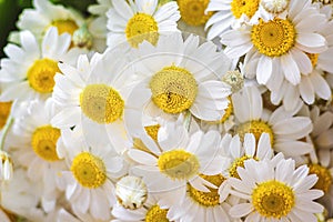 Chamomile or camomile flowers Matricaria chamomilla, aromatic wild flower, used as tea ingredient in herbal medicine floral patter