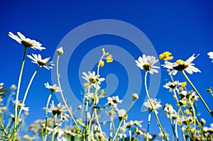 Chamomile(Camomile) and Rapeseed (Brassica napus) with blue sky
