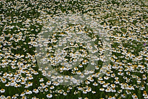 Chamomile carpet